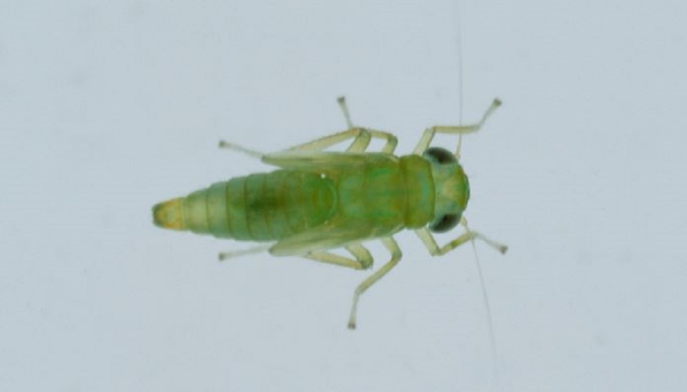 a solitary potato leafhopper